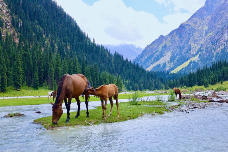 Horses in Kyrgyzstan