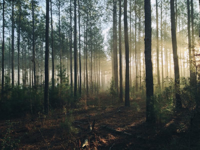 VALA / Siili forest